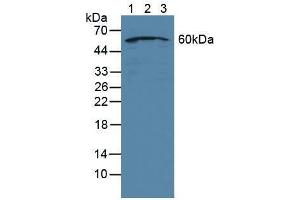Western blot analysis of (1) Human Jurkat Cells, (2) Human HeLa cells and (3) Human HepG2 Cells. (NUP50 antibody  (AA 37-269))