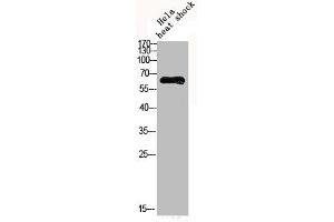 Western Blot analysis of HELA cells using Phospho-AMPKα1 (S496) Polyclonal Antibody (PRKAA1 antibody  (pSer469))