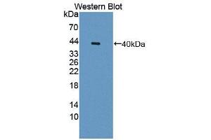 Western blot analysis of recombinant Human OTUB1.