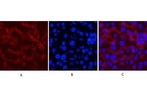 anti-Caspase 8 (CASP8) antibody