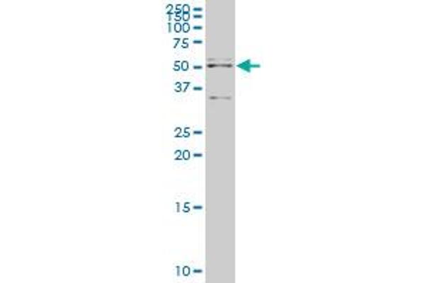 Apoptosis Inhibitor 5 antibody  (AA 400-504)