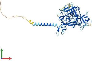 AlphaFold protein structure predicition of Human Recombinant TMPRSS4 Protein, UniprotID Q9NRS4 (TMPRSS4 Protein (AA 1-437) (His tag))