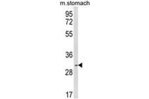 Western blot analysis of SFRS2 Antibody (Center) in mouse stomach tissue lysates (35ug/lane). (SRSF2 antibody  (Middle Region))