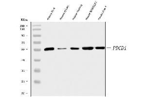 Western blot analysis of PD1/Pdcd1 using anti-PD1/Pdcd1 antibody (ABIN7601831). (PD-1 antibody  (AA 48-288))