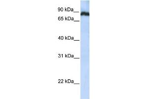 WB Suggested Anti-TAF1C Antibody Titration: 0.