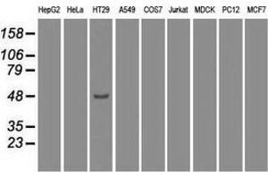 Western blot analysis of extracts (35 µg) from 9 different cell lines by using anti-IRF3 monoclonal antibody. (IRF3 antibody)