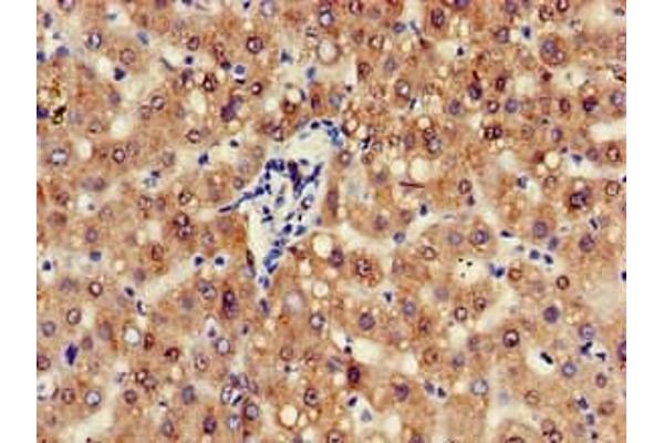 ZFAND6 antibody  (AA 1-208)