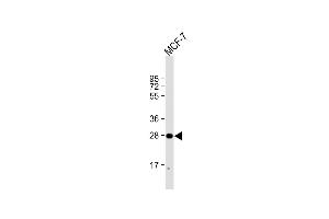 Anti-H1FNT Antibody (N-Term) at 1:2000 dilution + MCF-7 whole cell lysate Lysates/proteins at 20 μg per lane. (H1 Histone Family, Member N, Testis-Specific (H1FNT) (AA 59-93) antibody)