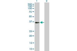 B3GAT3 antibody  (AA 1-335)