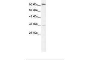 Image no. 2 for anti-Aryl Hydrocarbon Receptor (AHR) (AA 78-127) antibody (ABIN202935) (Aryl Hydrocarbon Receptor antibody  (AA 78-127))