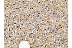 ABIN6263822 and ABIN6272378 at 1/100 staining mouse liver tissue by IHC-P. (MOG antibody  (Internal Region))