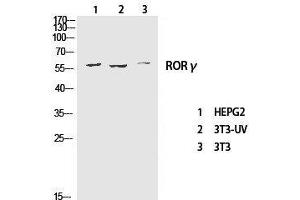 Western Blot analysis of various cells using RORC Polyclonal Antibody at dilution of 1:1000. (RORC antibody)