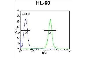 PRSS3 Antibody (Center) (ABIN655869 and ABIN2845275) flow cytometric analysis of HL-60 cells (right histogram) compared to a negative control cell (left histogram). (PRSS3 antibody  (AA 136-163))
