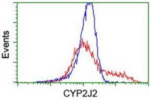 HEK293T cells transfected with either RC207417 overexpress plasmid (Red) or empty vector control plasmid (Blue) were immunostained by anti-CYP2J2 antibody (ABIN2454990), and then analyzed by flow cytometry. (CYP2J2 antibody)