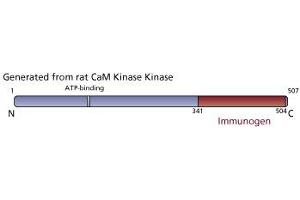 Image no. 3 for anti-CaM Kinase Kinase (AA 341-504) antibody (ABIN968029)