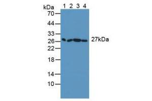 Figure. (SNAP23 antibody  (AA 1-210))