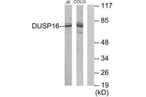 Western blot analysis of extracts from Jurkat cells and COLO205 cells, using DUSP16 antibody. (DUSP16 antibody)