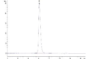 The purity of Biotinylated Human SIRP alpha is greater than 95 % as determined by SEC-HPLC. (SIRPA Protein (Fc-Avi Tag,Biotin))