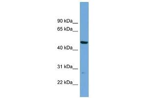 PNMAL1 antibody used at 1 ug/ml to detect target protein.