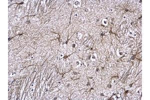 IHC-P Image GFAP antibody detects GFAP protein at astrocyte on mouse fore brain by immunohistochemical analysis. (GFAP antibody)