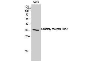 Western Blotting (WB) image for anti-Olfactory Receptor, Family 5, Subfamily B, Member 12 (OR5B12) (Internal Region) antibody (ABIN3186149)