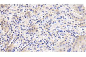 Detection of eNOS in Human Kidney Tissue using Polyclonal Antibody to Endothelial NOS (eNOS) (ENOS antibody  (AA 756-888))
