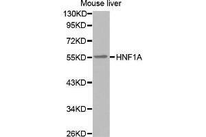Western Blotting (WB) image for anti-HNF1 Homeobox A (HNF1A) antibody (ABIN6220050) (HNF1A antibody)