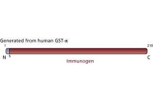 Image no. 3 for anti-Glutathione S-Transferase pi 1 (GSTP1) (AA 5-210) antibody (ABIN968135) (GSTP1 antibody  (AA 5-210))