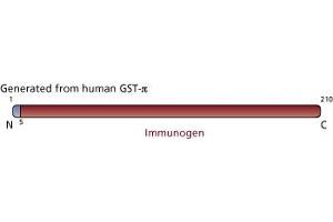 Image no. 3 for anti-Glutathione S-Transferase pi 1 (GSTP1) (AA 5-210) antibody (ABIN968135)