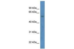 Image no. 1 for anti-Zinc Finger Protein 692 (ZNF692) (AA 32-81) antibody (ABIN6746054) (ZNF692 antibody  (AA 32-81))