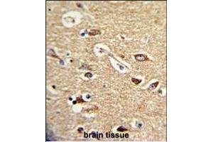 Formalin-fixed and paraffin-embedded human brain tissue reacted with TOA Antibody (C-term), which was peroxidase-conjugated to the secondary antibody, followed by DAB staining. (TOM70 antibody  (C-Term))