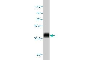 Western Blot detection against Immunogen (36. (KIT antibody  (AA 41-140))