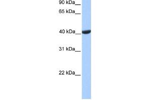 WB Suggested Anti-PGK2 Antibody Titration: 0. (PGK2 antibody  (C-Term))