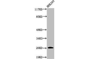 Western Blot analysis of 293 cells using Cleaved-C1r LC (I464) Polyclonal Antibody (C1R antibody  (Cleaved-Ile464))