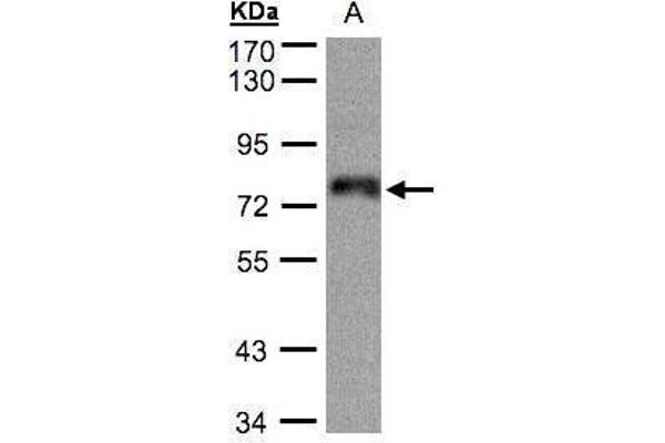 ZNF7 antibody