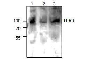AP26346PU-N: Western blot analysis of TLR3 expression in lysate from Jurkat cells (lane 1 & 2) and 3T3 cells (lane 3). (TLR3 antibody)