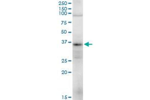 TRA2A antibody  (AA 1-282)