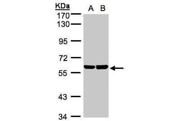 TBRG4 antibody