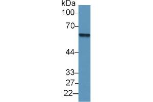 Rabbit Detection antibody from the kit in WB with Positive Control: Human lung lysate. (SERPINC1 CLIA Kit)