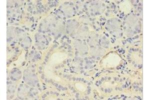 Immunohistochemistry of paraffin-embedded human pancreatic tissue using ABIN7146032 at dilution of 1:100 (MYCBP antibody  (AA 2-103))