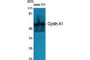 Western Blot (WB) analysis of specific cells using Cyclin A1 Polyclonal Antibody. (Cyclin A1 antibody  (C-Term))