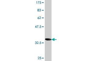Western Blot detection against Immunogen (36. (ACBD3 antibody  (AA 73-171))