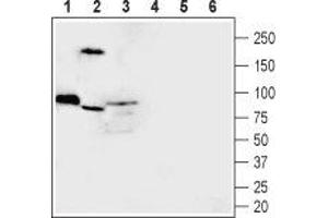 Western blot analysis of rat skeletal muscle (lanes 1 and 4), mouse kidney (lanes 2 and 5) and rat brain (lanes 3 and 6) lysates: - 1-3. (MICU1 antibody  (Intracellular))
