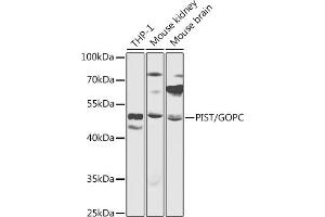 Western blot analysis of extracts of various cell lines, using PIST/PIST/GOPC antibody (ABIN6131712, ABIN6141275, ABIN6141277 and ABIN6217433) at 1:1000 dilution. (GOPC antibody  (AA 195-454))