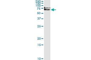 Immunoprecipitation of IRAK1 transfected lysate using anti-IRAK1 monoclonal antibody and Protein A Magnetic Bead , and immunoblotted with IRAK1 MaxPab rabbit polyclonal antibody.
