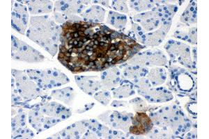 Anti- PRNP Picoband antibody,IHC(P) IHC(P): Mouse Pancreas Tissue (PRNP antibody  (AA 143-230))