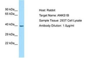 Image no. 1 for anti-Ankyrin Repeat and Sterile alpha Motif Domain Containing 1B (ANKS1B) (AA 182-231) antibody (ABIN6750005) (ANKS1B antibody  (AA 182-231))