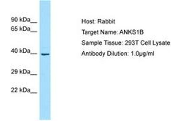 ANKS1B 抗体  (AA 182-231)