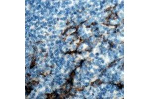 Immunohistochemical analysis of CD13 staining in human tonsil formalin fixed paraffin embedded tissue section.