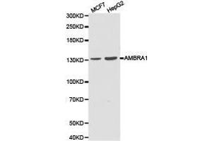 Western Blotting (WB) image for anti-Autophagy/beclin-1 Regulator 1 (AMBRA1) antibody (ABIN1870958) (AMBRA1 antibody)